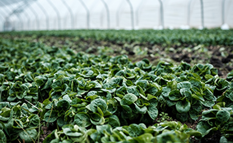 19 noviembre: “Descubre”: un proyecto del Ministerio de Comercio Exterior que pretende tomar fórmulas que han servido en otros sectores y trasladarlas al agro, con Víctor Umaña