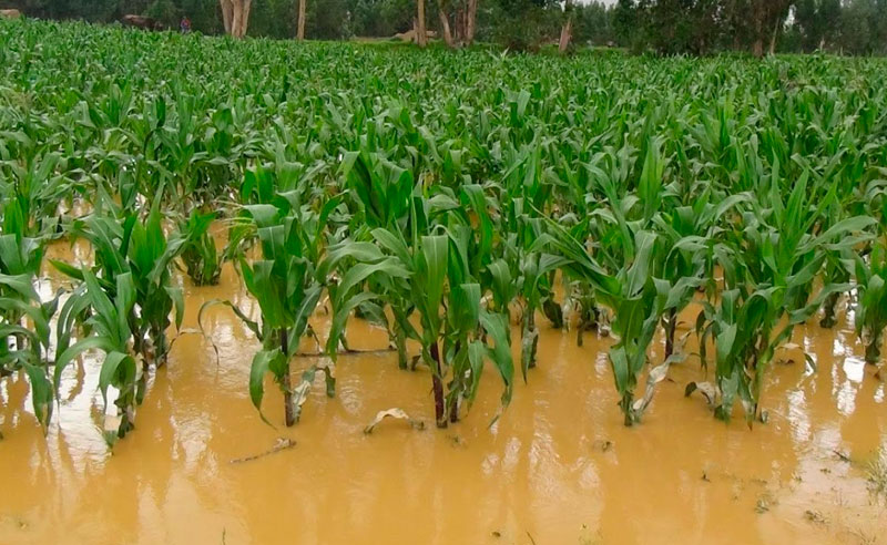 27 de octubre: El agua no da tregua.Tenemos severas afectaciones en la producción agropecuaria y ya como consecuencia el aumento de precios, con Luis Felipe Arauz.